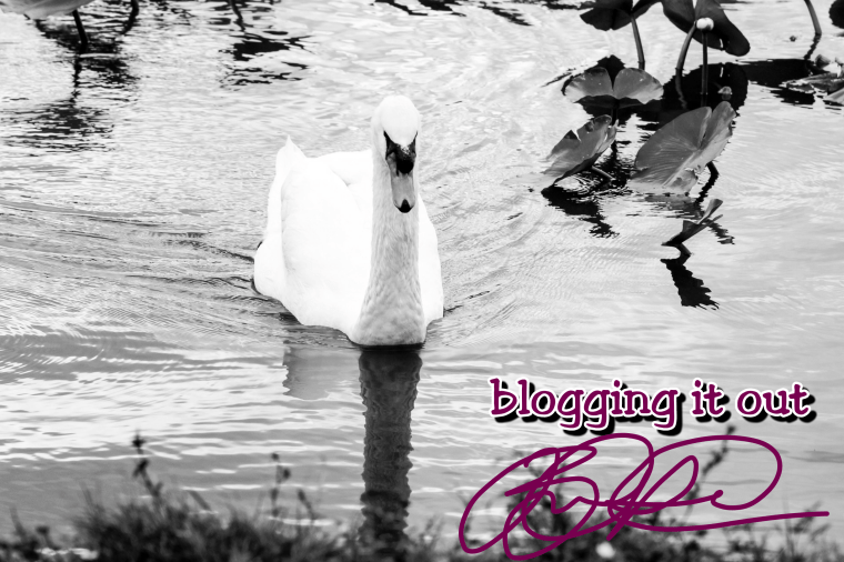 blog-swan