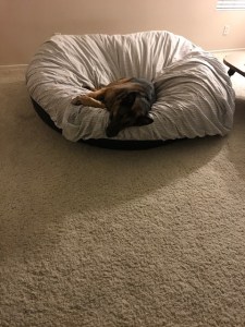 scout on the big joe 10-2019